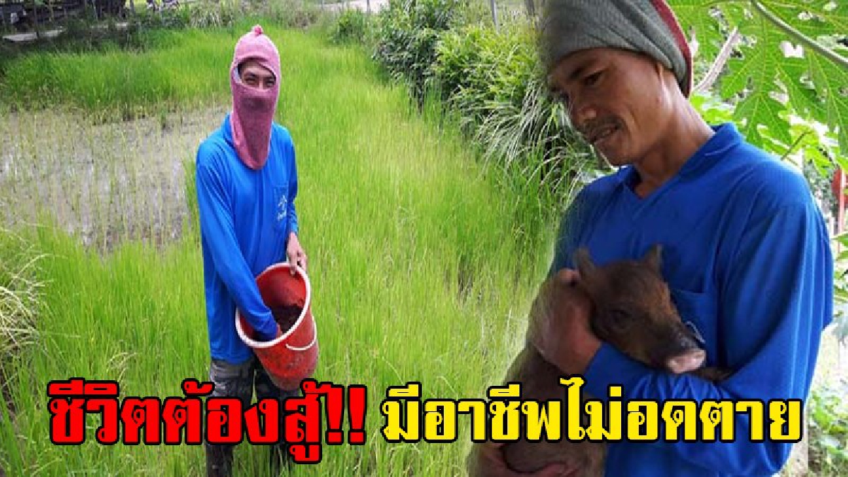 ทุกอาชีพมีค่า!! 2 สามีภรรยาชาวสวนยาง หันมาเลี้ยงหมูป่า สร้างรายได้ ส่วนขี้หมูก็จะนำมาใช้หว่านในนาข้าว งดใช้ปุ๋ยเคมี ทำเกษตรแบบปลอดสาร (คลิป)