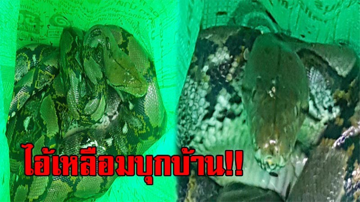 สุดสยอง!! ยายวัย72 ผวาหนักเจอ "ไอ้เหลือม" ยาวประมาณ 3 เมตร บุกเข้าบ้าน เขมือบลูกแมว 2 ตัว โชคดีจนท.มาช่วยจับไว้ได้ทัน (มีคลิป)