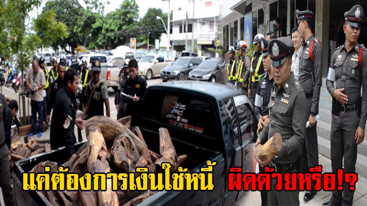 หนูแค่หาเงินใช้หนี้ ผิดด้วยหรือ!? สองผัวเมีย ถูกตำรวจรวบคาด่าน หลังค้นรถเจอไม้พะยูงเต็มหลังรถ 75 ท่อน เมียร้องไห้โฮ สารภาพเขาจ้างมา
