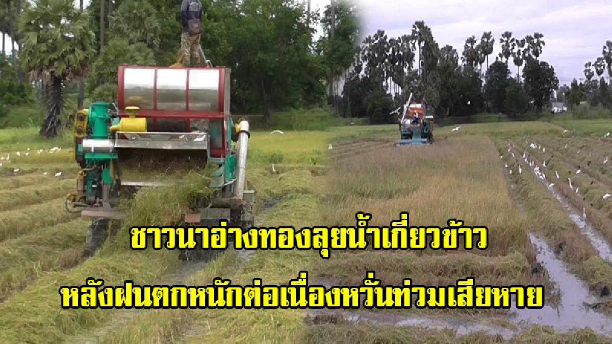ชาวนาอ่างทอง กุมขมับ!! เร่งนำรถเกี่ยวข้าวลุยน้ำกว่า 50 ซม.เก็บเกี่ยวผลผลิต หลังฝนตกหนักต่อเนื่อง หวั่นน้ำท่วมเสียหายหนักกว่าเดิม (มีคลิป)
