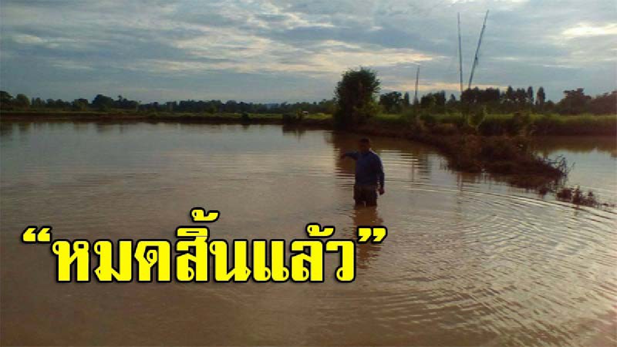 ชาวนากาฬสินธุ์อ่วม พิษพายุตาลัสถล่ม ทำน้ำเอ่อท่วมนาข้าวกลายเป็นทะเลสาบน้ำจืดกว่า 200 ไร่ วอนขอความช่วยเหลือด่วน (คลิป)