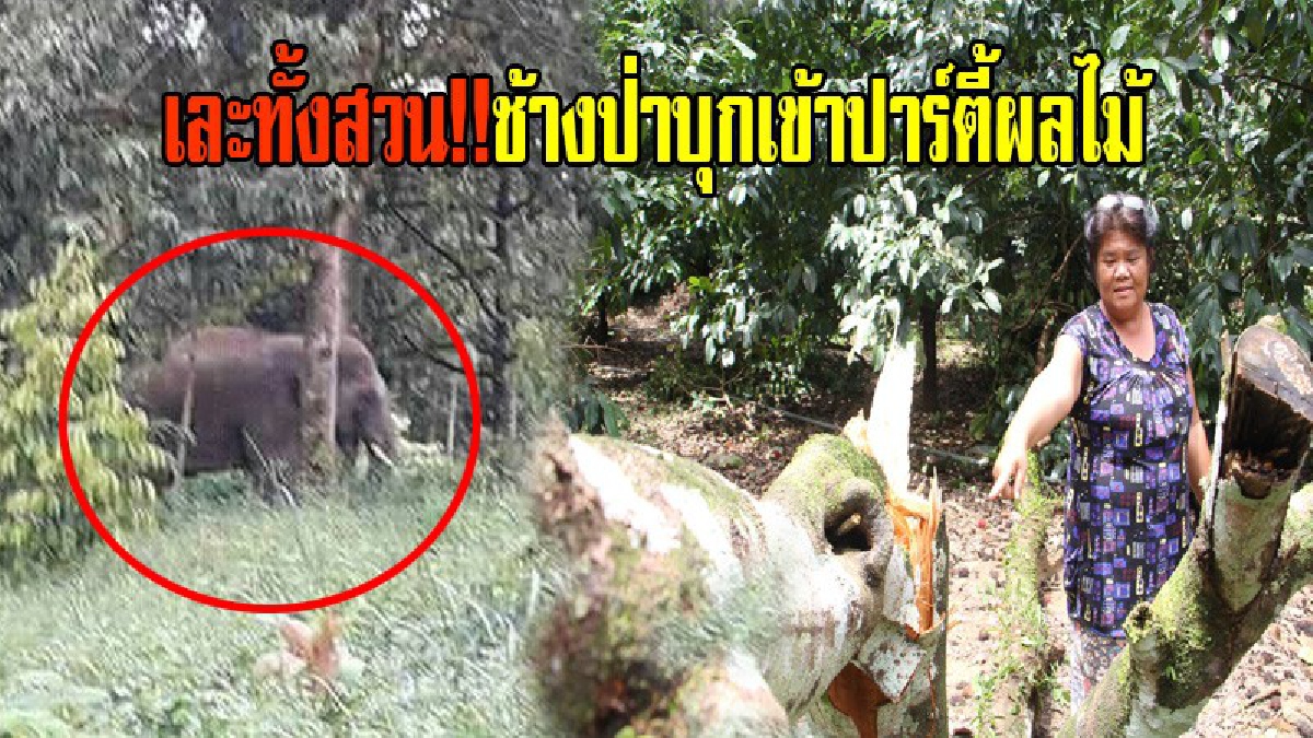 เละทั้งสวน!! ช้างป่ากว่า 16 ตัว บุกเข้าปาร์ตี้ผลไม้ ชาวสวนทำใจเสียดายผลผลิต ก่อนเผ่นหนีตาย วอนขอความช่วยเหลือ (มีคลิป)