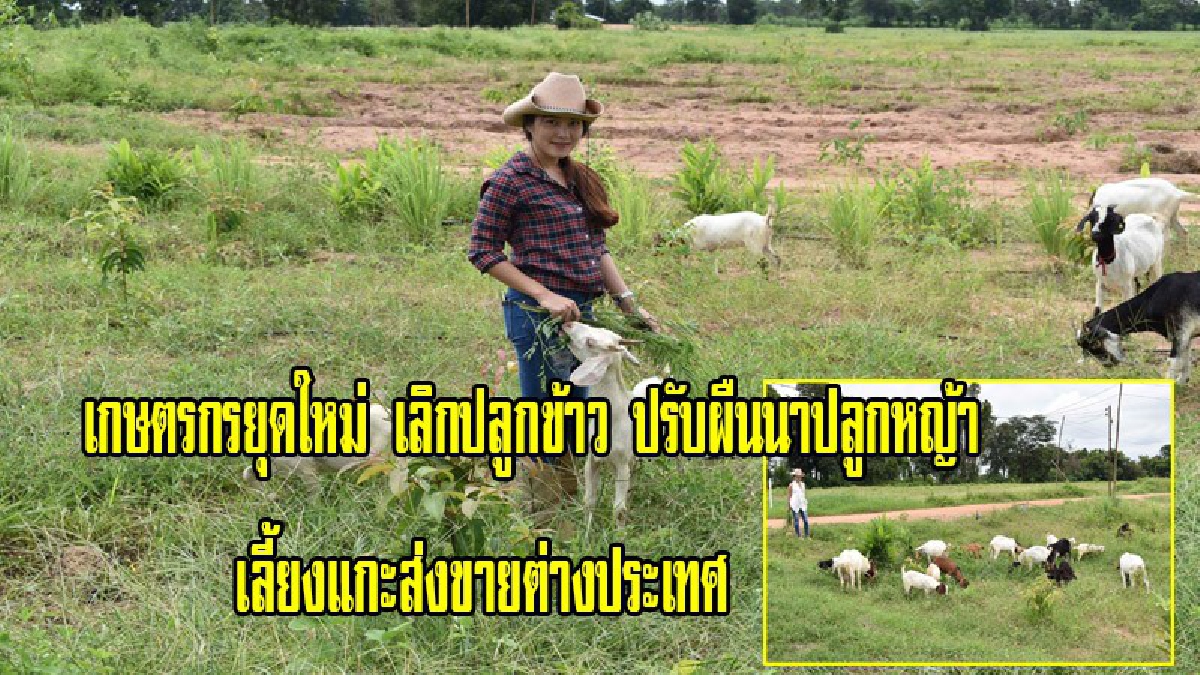สุดยอดไอเดีย!!เกษตรกรยุคใหม่วัย 25 ปี เปลี่ยนนาข้าวพื้นที่กว่า 30ไร่ ปลูกทุ่งหญ้าเลี้ยงแกะ ลงทุนต่ำได้ผลกำไรคุ้มค่า ส่งผลผลิตนอกประเทศ(คลิป)