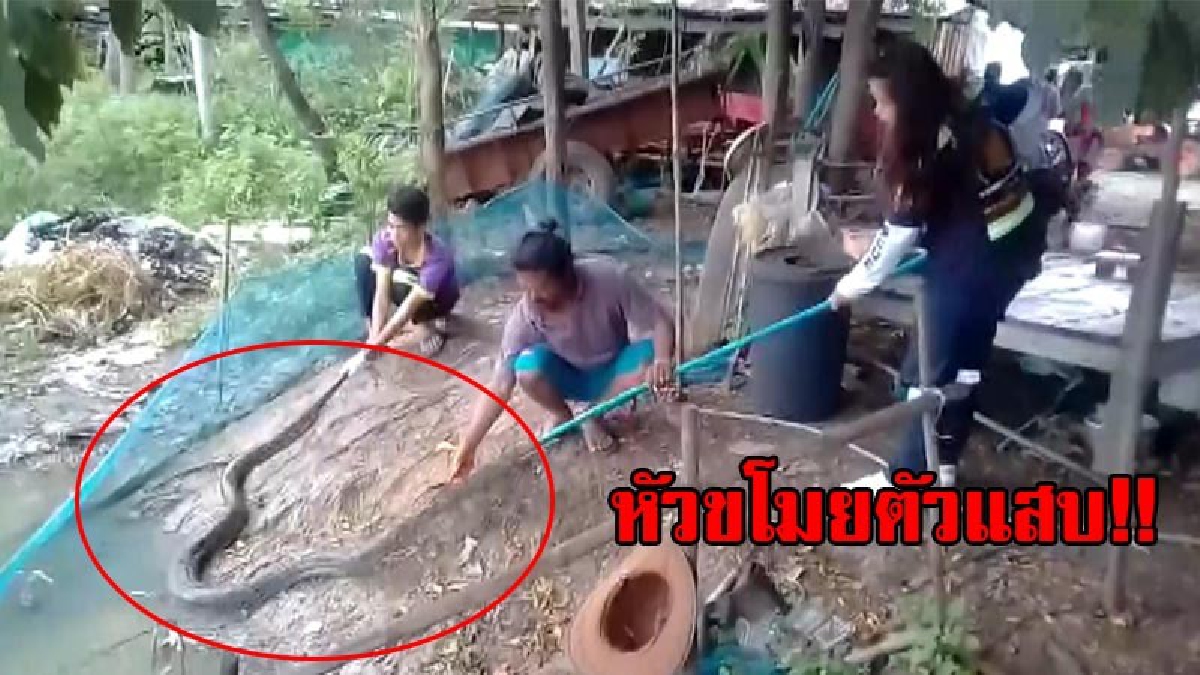 สุดช็อก!? ลุงตื่นเช้าลงจากบ้าน ถึงกับตาตั้งเจองูเหลือมยักษ์ยาวกว่า 4 เมตร แอบเข้าไปกินเป็ดในเล้า แต่โชคร้ายเลื้อยหนีหัวติดตาข่าย!? (มีคลิป)