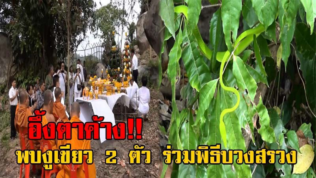สุดทึ่ง!! พิธีบวงสรวง ตั้งบายศรีตั้งเจดีย์ จุดพักศพ "หลวงปู่ทวดเหยียบน้ำทะเลจืด" ตะลึงกันทั้งบาง จู่ๆมีงูเขียว 2 ตัว ชูคอเข้ามาร่วมพิธีด้วย
