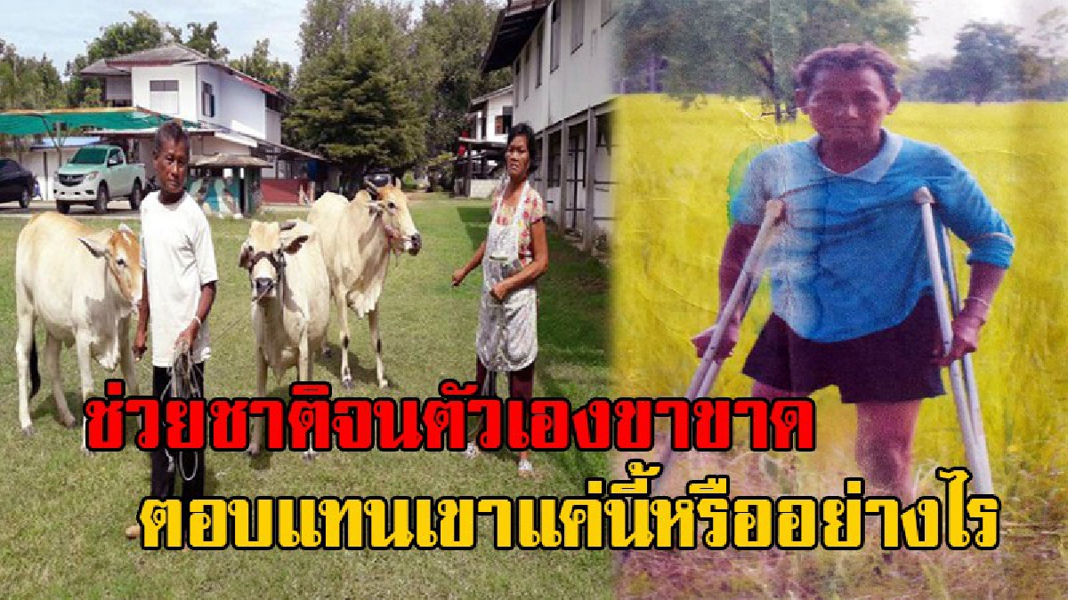 ตอบแทนให้แค่นี้หรือ!? หนุ่มใหญ่วัย68 อดีตทหาร เตรียมร้องสำนักราชเลขาฯ หลังถูกยึดวัว 2 ตัว จากการยื่นถวายฏีกาคืน!!