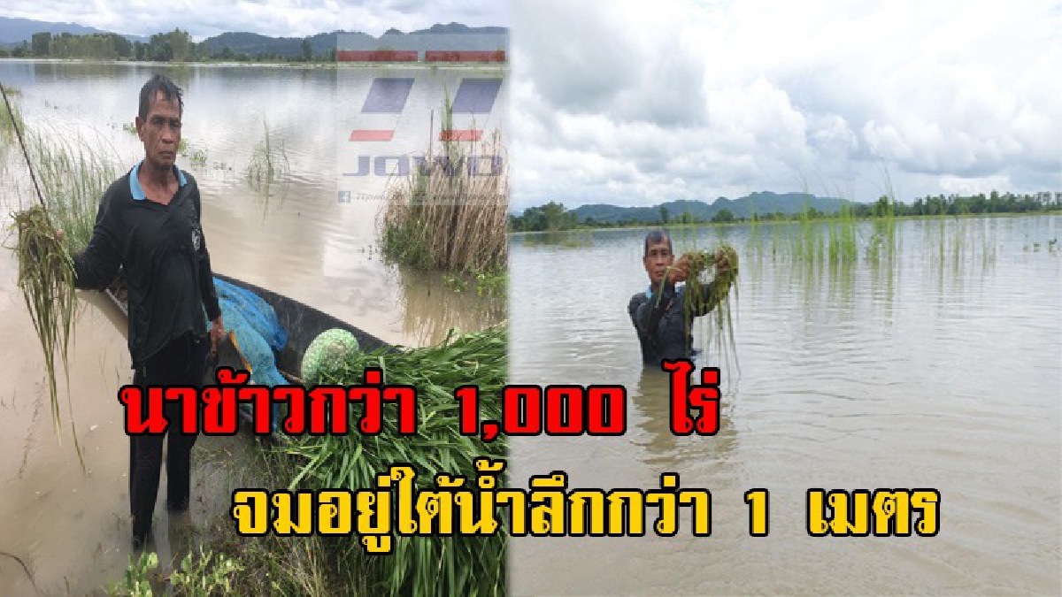 สุดช้ำ!! ชาวนาห้วยสัก น้ำตาตกใน ปลูกข้าวแท้ๆ กลายเป็นบ่อปลา สูญเงินร่วมแสนแถมใช้หนี้บาน วอนเร่งเข้ามาช่วยเหลือ (มีคลิป)