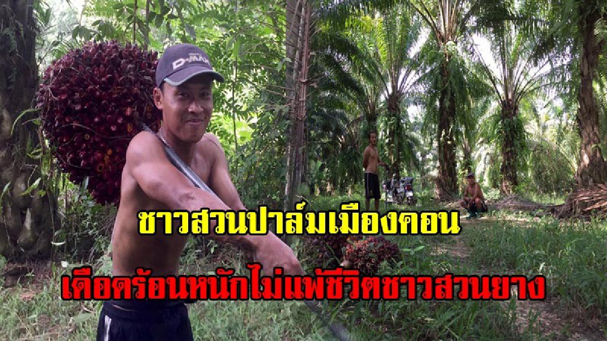 ชะตากรรมเดียวกัน!!!ชาวสวนปาล์มเมืองคอน ครวญเดือดร้อนไม่แพ้ชีวิตชาวสวนยาง-ชี้ราคาต่ำกว่าต้นทุน ยกสุภาษิตโบราณ &ldquo;ทำนาให้นก&rdquo; (มีคลิป)