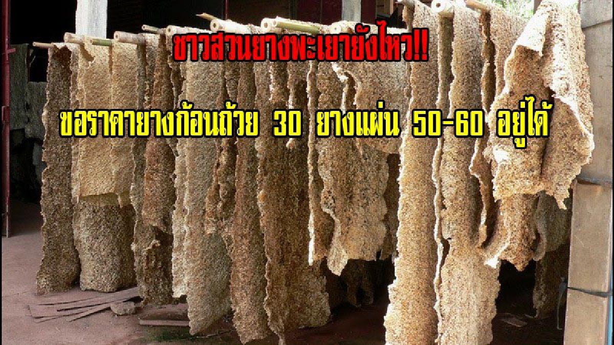 ชาวสวน&ldquo;ยางพะเยา&rdquo;ยังไหวแม้นราคาดิ่งเผยพ่อค้าเปิดจุดรับซื้อใกล้ชายแดนคาดส่ง &ldquo;ลาว-จีน&rdquo; เกษตรกรขอราคายางก้อนถ้วย 30 ยางแผ่น 50-60 อยู่ได้(คลิป)