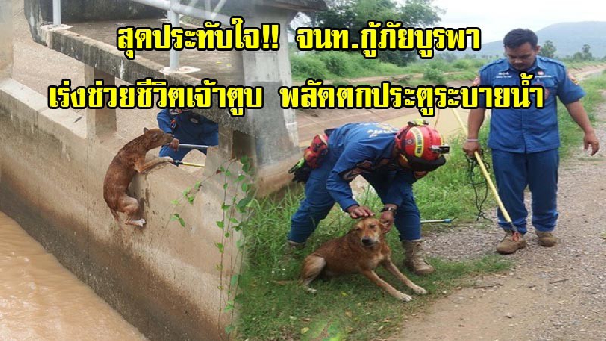 สุดประทับใจ!! จนท.กู้ภัยบูรพา เร่งช่วยชีวิตเจ้าตูบ หลังพลัดตกประตูระบายน้ำ ว่ายน้ำตะเกียกตะกายหาทางขึ้นฝั่งเพื่อเอาชีวิตรอด