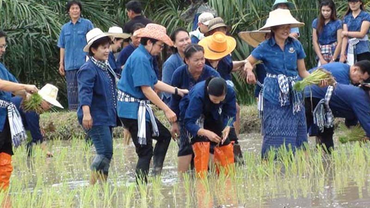 รัฐมนตรีว่าการกระทรวงการท่องเที่ยวและกีฬา นำนักท่องเที่ยวนักธุรกิจในเมืองกรุง ร่วมจัดกิจกรรมลงแขกดำนาเรียนรู้วิธีการทำนาที่ จ.ยโสธร (มีคลิป)
