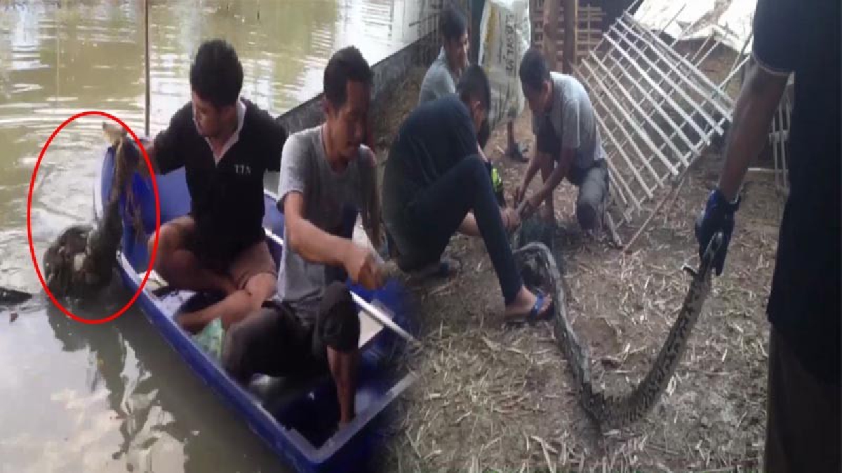 ช็อกตาค้าง!? เจ้าของเล้าเป็ด เจองูเหลือมขนาดใหญ่ ติดอยู่กับตาข่ายกั้นเล้าเป็ด ขณะเดินไปซ่อมเล้า รีบเรียกกู้ภัยช่วยจับด่วน!! (มีคลิป)