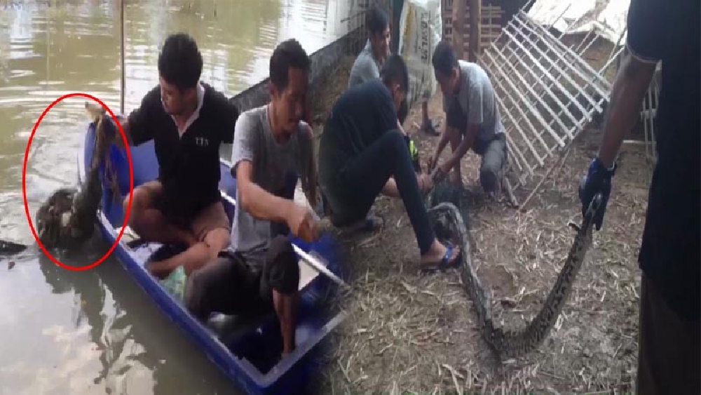 ช็อกตาค้าง!? เจ้าของเล้าเป็ด เจองูเหลือมขนาดใหญ่ ติดอยู่กับตาข่ายกั้นเล้าเป็ด ขณะเดินไปซ่อมเล้า รีบเรียกกู้ภัยช่วยจับด่วน!! (มีคลิป)