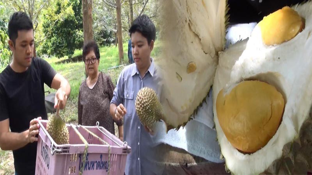 ขายแทบไม่ทัน!! หนุ่มปริญญาโท ผันตัวเองมาทำสวน "ทุเรียนพวงมณี" สานต่อพ่อแม่ ขายผ่านสื่อออนไลน์ ทำเงินเพิ่มขึ้นกว่า 2 เท่า!? (มีคลิป)