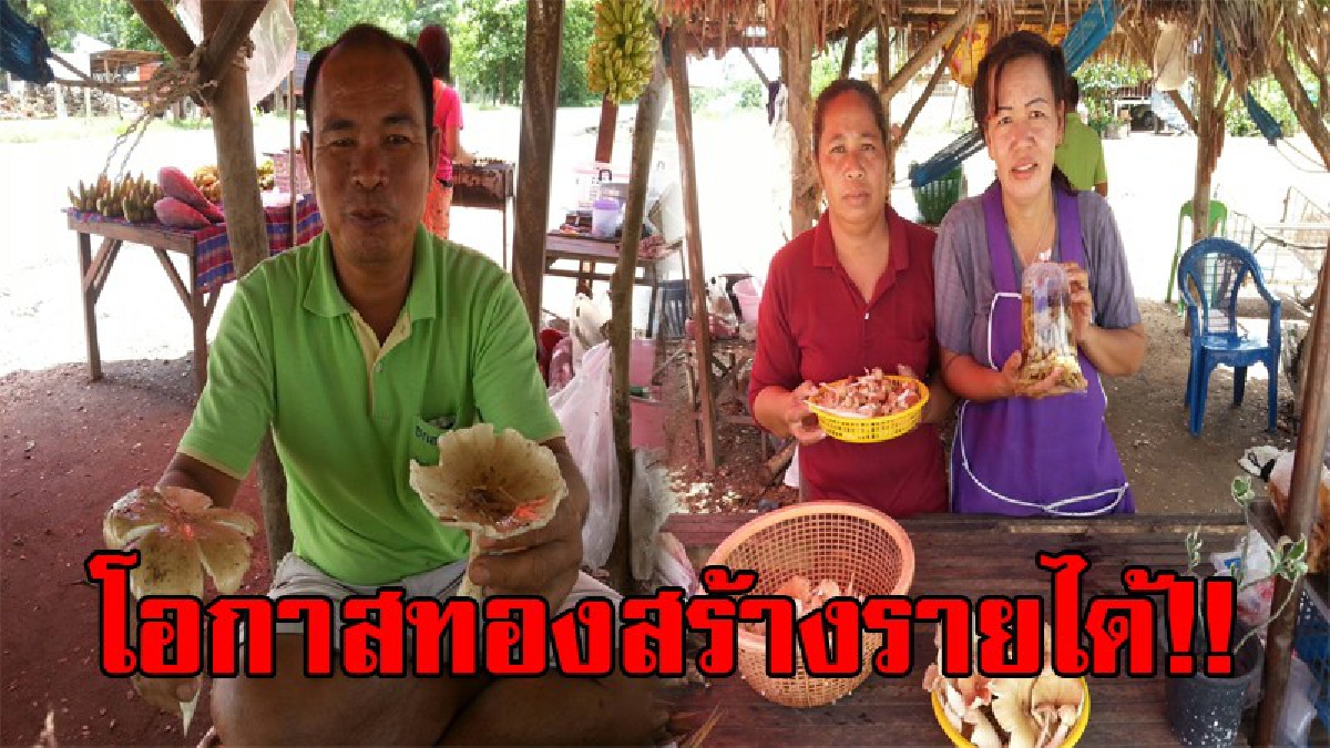 โอกาสทอง!! ชาวบ้าน 1 ปีมีเพียงครั้ง ชาวบ้านน้ำดิบ เข้าป่าหาเก็บเห็ด มานั่งขายริมทาง ซึ่งได้รับความนิยมและขายดี สร้างรายได้อย่างงาม!?