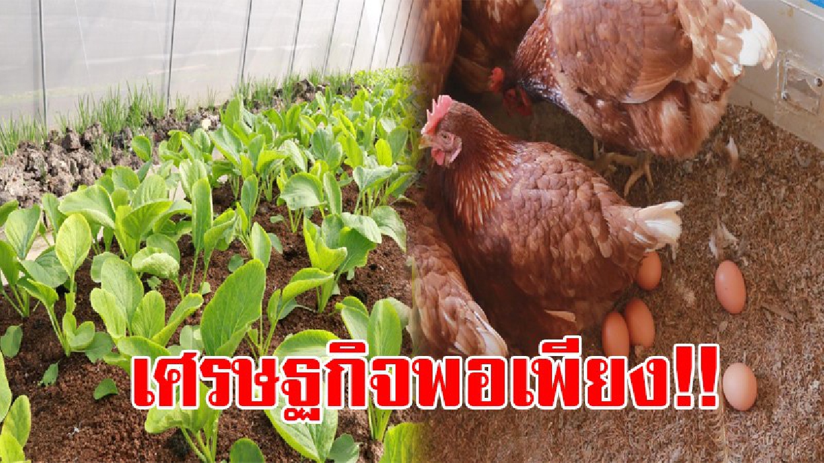 พอเพียงไม่มีอด!? เจ้าของธุรกิจใหญ่ใส่ใจสุขภาพชุมชน สอนวิธีการปลูก "ผักปลอดสาร" ให้ชาวบ้านฟรี อยากให้ชาวบ้านเดินตามหลักเศรษฐกิจพอเพียง!?