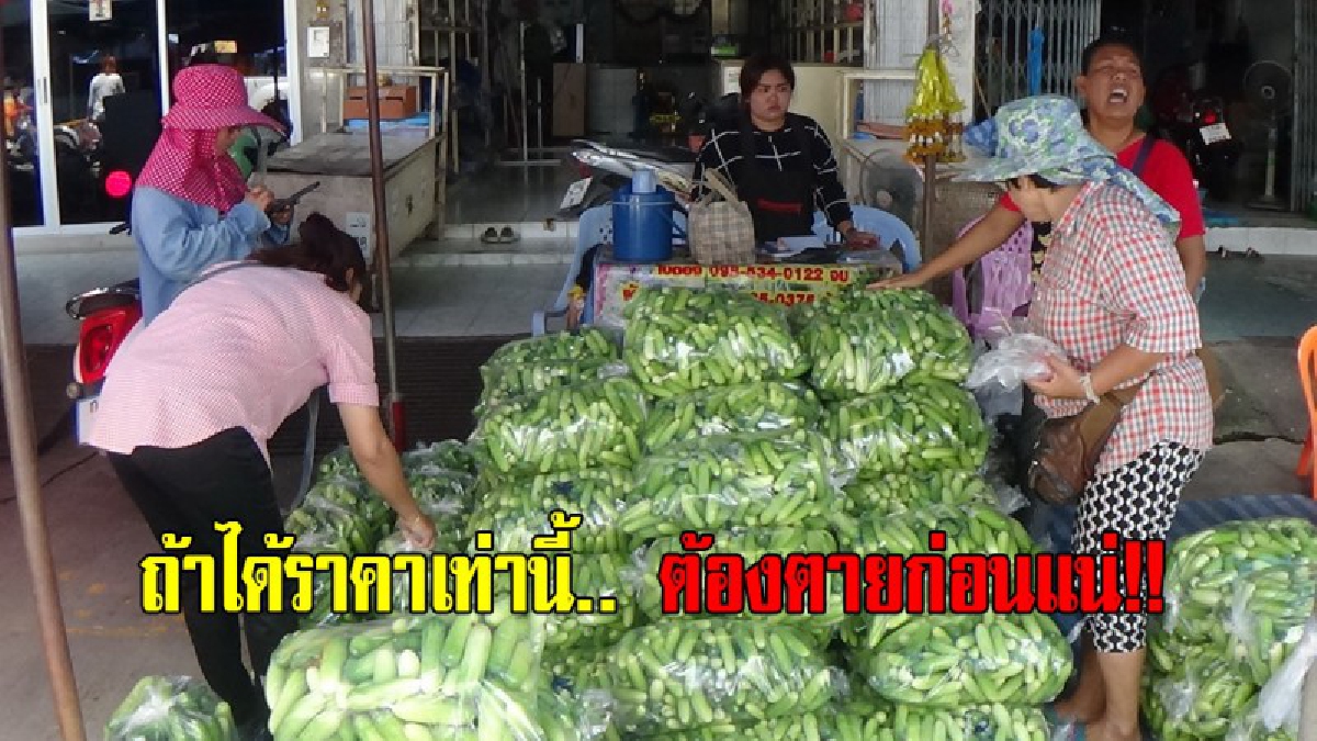 ราคาแบบนี้ จะอยู่รอดอย่างไร!!แม่ค้าแตงกวาครวญ ราคาตกต่ำสุดขีด ปานได้ฟรีผลผลิตออกพร้อมกัน จำต้องขายขาดทุน (ชมคลิป)