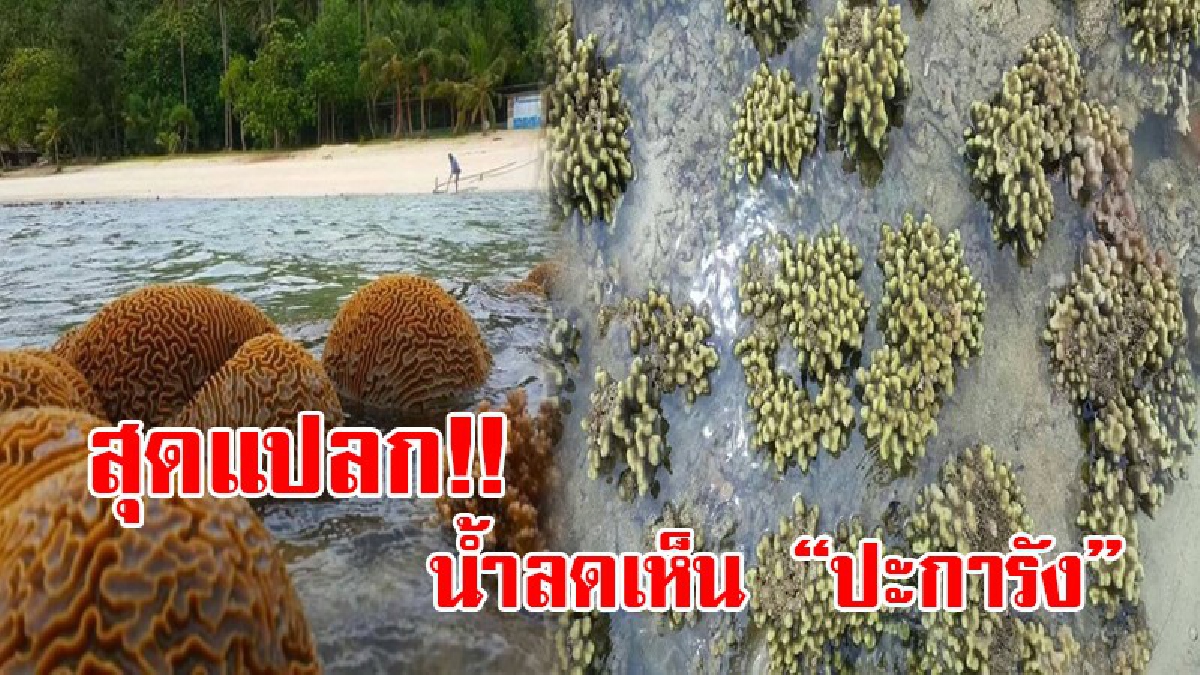 ความแปลกที่สวยงาม!? เกิดปรากฏการณ์น้ำลดเห็นแนว "ปะการังน้ำตื้น" ที่เกาะทะลุ  พบความสวยงามใต้ท้องทะเล แบบใกล้ชิด นทท.แห่ชมกันแน่น!? (คลิป)