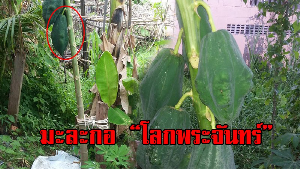 สุดฮือฮา!! ชาวบ้านแตกตื่น พบมะละกอ "โลกพระจันทร์" ผลมะละกอมีผิวขรุขระ เหมือนดวงจันทร์ โผล่ข้างบ้านนายกสมาคมสื่อเมืองคอน!? (คลิป)