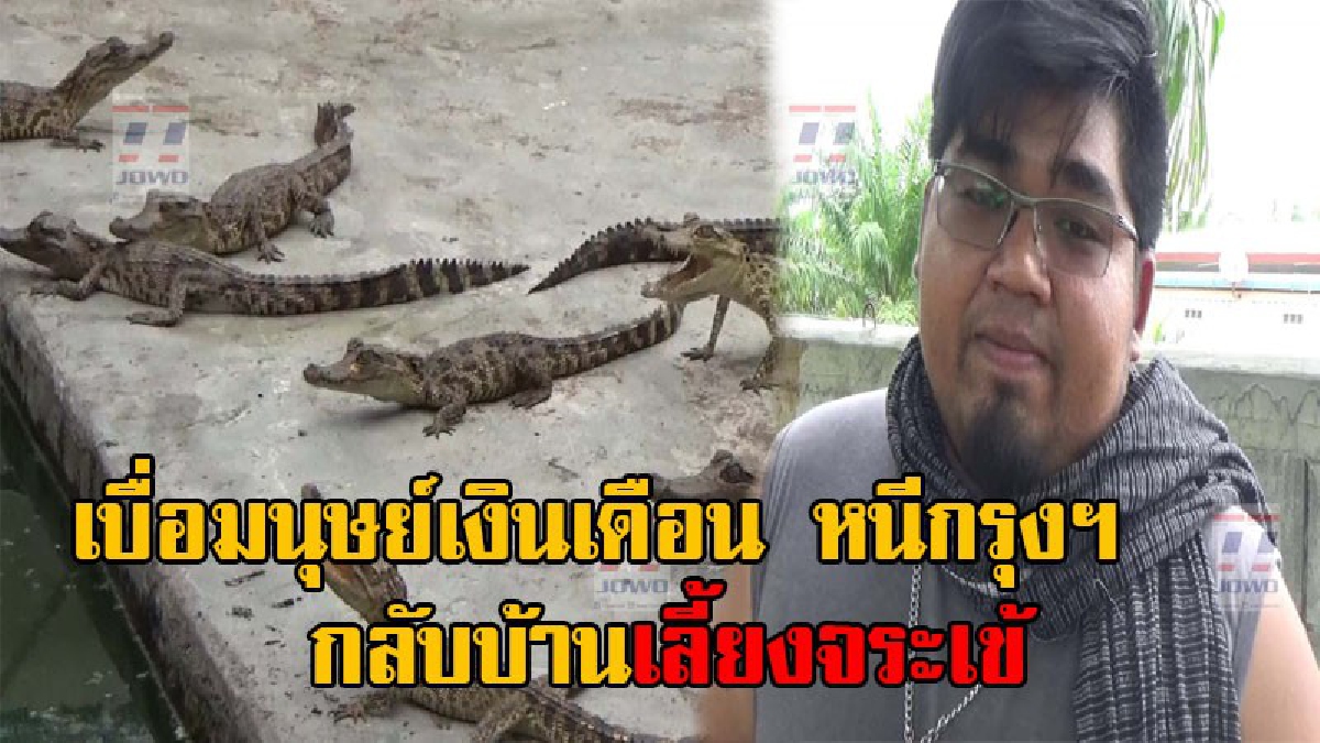เงินเดือนเยอะแล้วไม่เหลือ จะอยู่ทำไม!? หนุ่มบัณฑิต ม.ดัง ทิ้งรายได้ก้อนโต ตัดใจกลับบ้านเกิด ยึดอาชีพเลี้ยงจระเข้ มั่นใจสร้างรายได้งาม (คลิป)