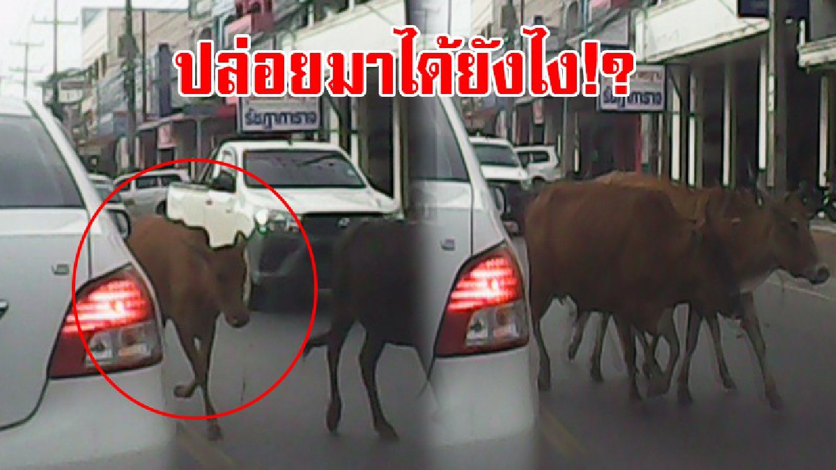 โคตรชุ่ย!! ชาวบ้านเมืองคอนสุดโมโห จวกเจ้าของวัวยับ หลังวัวเดินเพ่นพ่านเต็มถนน หากวัวบาดเจ็บหรือคนเสียชีวิต ใครจะรับผิดชอบ!? (ชมคลิป)