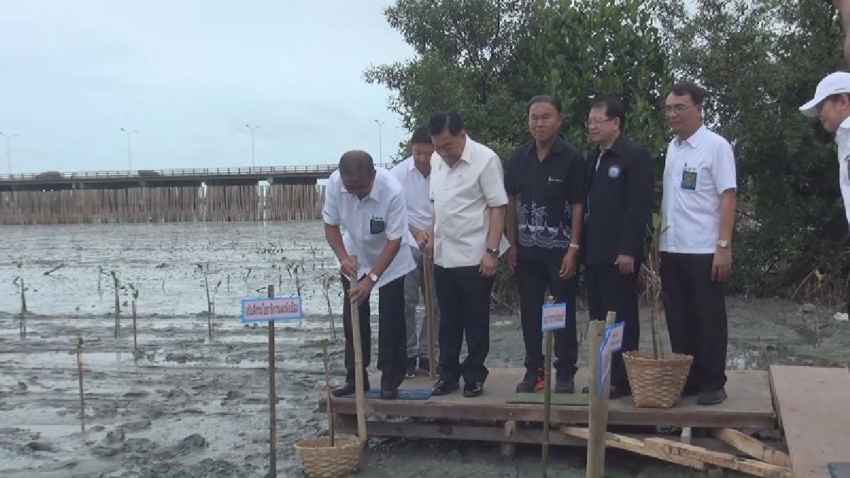 เร่งพัฒนา!! อธิบดีกรมโยธาธิการจัดโครงการ "ปลูกป่าชายเลนเฉลิมพระเกียรติ ร.10" เพื่อเป็นการอนุรักษ์และฟื้นฟูระบบนิเวศน์ ทรัพยากรธรรมชาติ