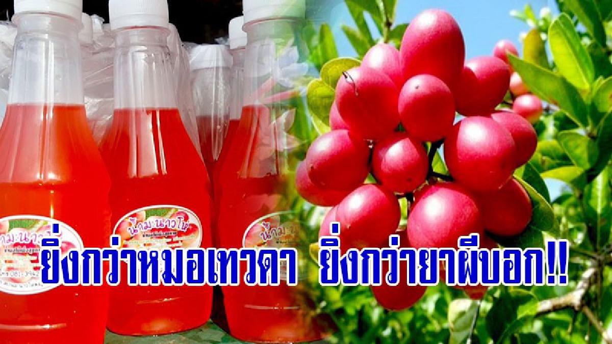 ยิ่งกว่าหมอเทวดา ยิ่งกว่ายาผีบอก!! รีบปลูกไว้ประจำบ้าน ทำกินสุขภาพดีปลอดโรค ทำขายก็รวย "มะม่วงหาวมะนาวโห่" (มีคลิป)