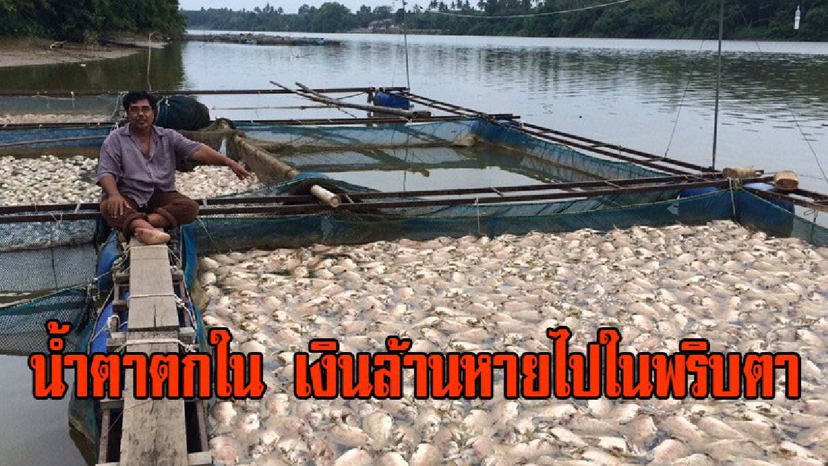 น้ำตาตกใน น้ำลงผิดปกติ!! ทำให้ปลาในกระชังของเกษตรกรที่เลี้ยงไว้ช็อกน้ำตายหมด เสียหายหนัก ขาดทุนย่อยยับ เงินล้านหายในพริบตา (มีคลิป)