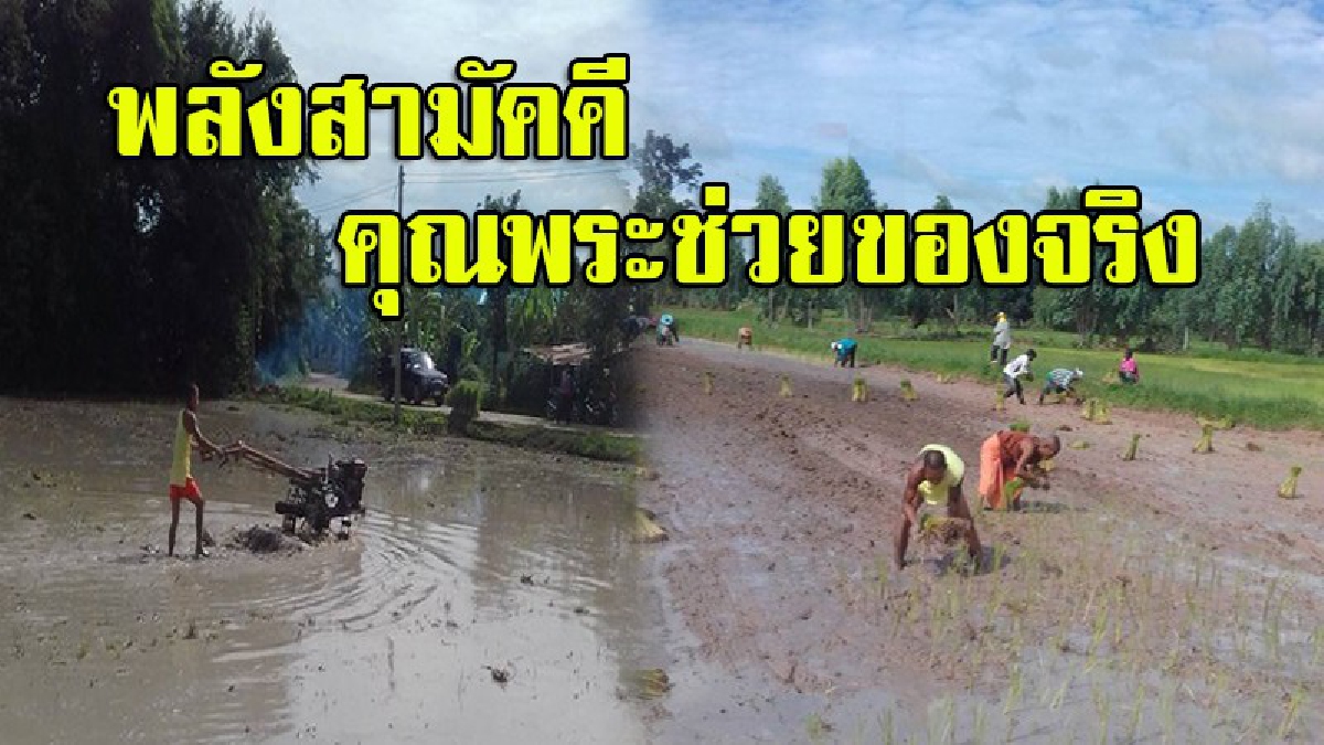 คุณพระช่วย!! ภาพสุดประทับใจหนึ่งเดียวในโลก พระสงฆ์ระดมหมดวัด ร่วมชาวบ้าน ลงแขกดำนาในที่สาธารณหมู่บ้าน