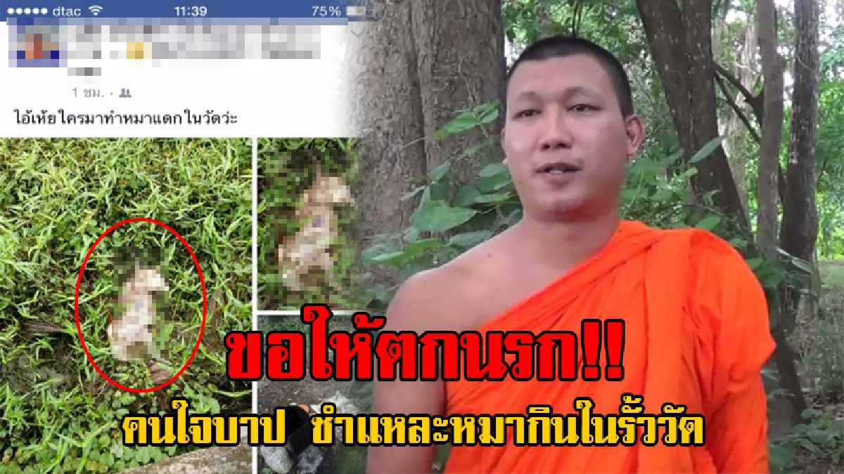 ไอ้พวกใจบาป ขอให้ตกนรก!! พระวัดดังนครนายก ถึงกับตบะแตก ไอ้คนชั่วแอบมาชำแหละหมากินในรั้ววัด ทิ้งซากหมาเกลื่อน!? (ชมคลิป)