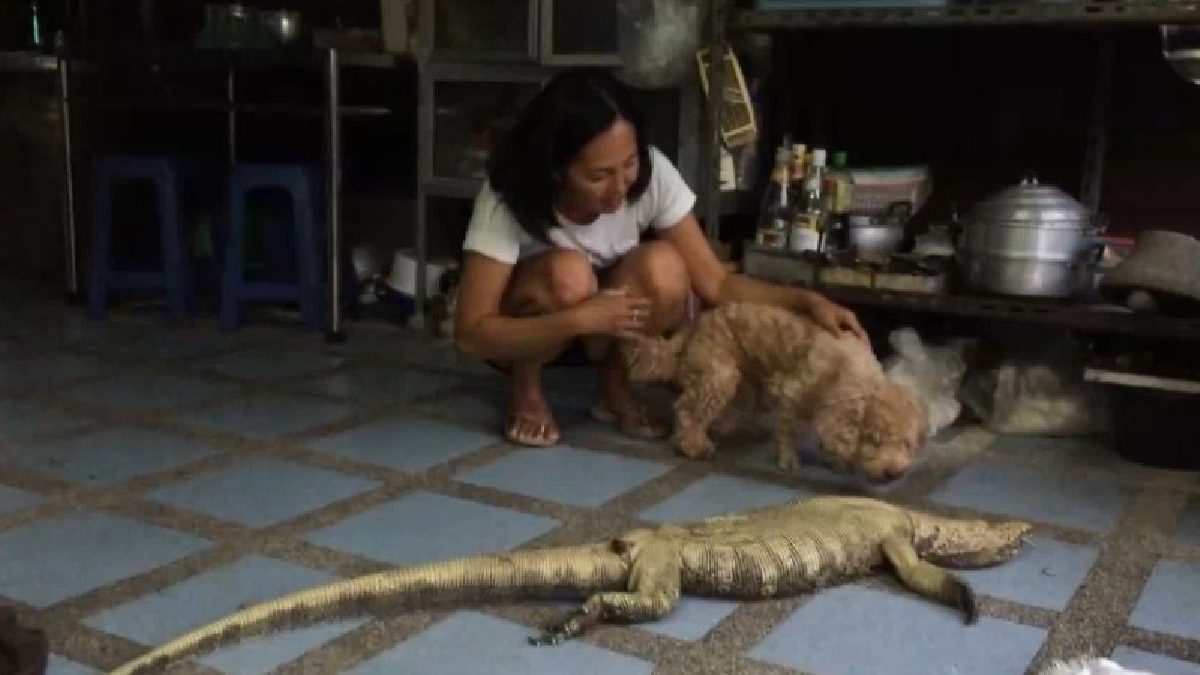 สุดซึ้ง!! ความรักต่างสายพันธุ์ สุนัขกับตัวเงินตัวทอง แต่สุดท้ายถูก"เพชฌฆาตโหด"พรากความรักจากไป (มีคลิป)