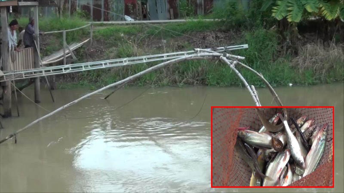 พลิกวิกฤตให้เป็นโอกาส!! ชาวนาอ่างทอง อาศัยช่วงน้ำหลาก ยกยอหาปลาในคลองนำแจกจ่ายและขายสร้างรายเสริมอย่างงาม (มีคลิป)