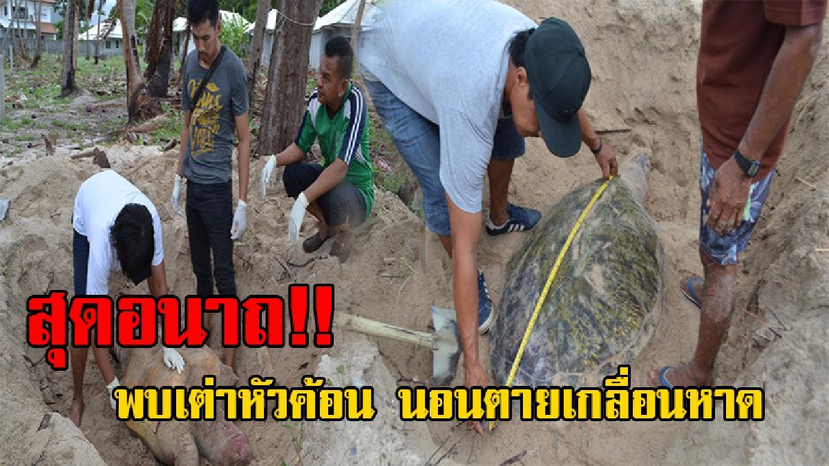 สุดเศร้า!! วันเดียวตาย 2 ตัว เต่าหัวค้อนสายพันธุ์หายาก อายุ60 ปี เกยหาดเกาะพะงัน พบถูกกระแทกจนตาย สะเทือนใจนักอนุรักษ์!? (ชมคลิป)