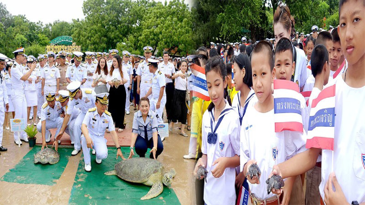 กองทัพเรือ-ดารานักแสดง นำปชช.ร่วมปล่อยเต่าทะเลคืนสู่ธรรมชาติ น้อมเกล้าถวายความดี เทิดไท้องค์ราชัน ร.10 (ชมคลิป)