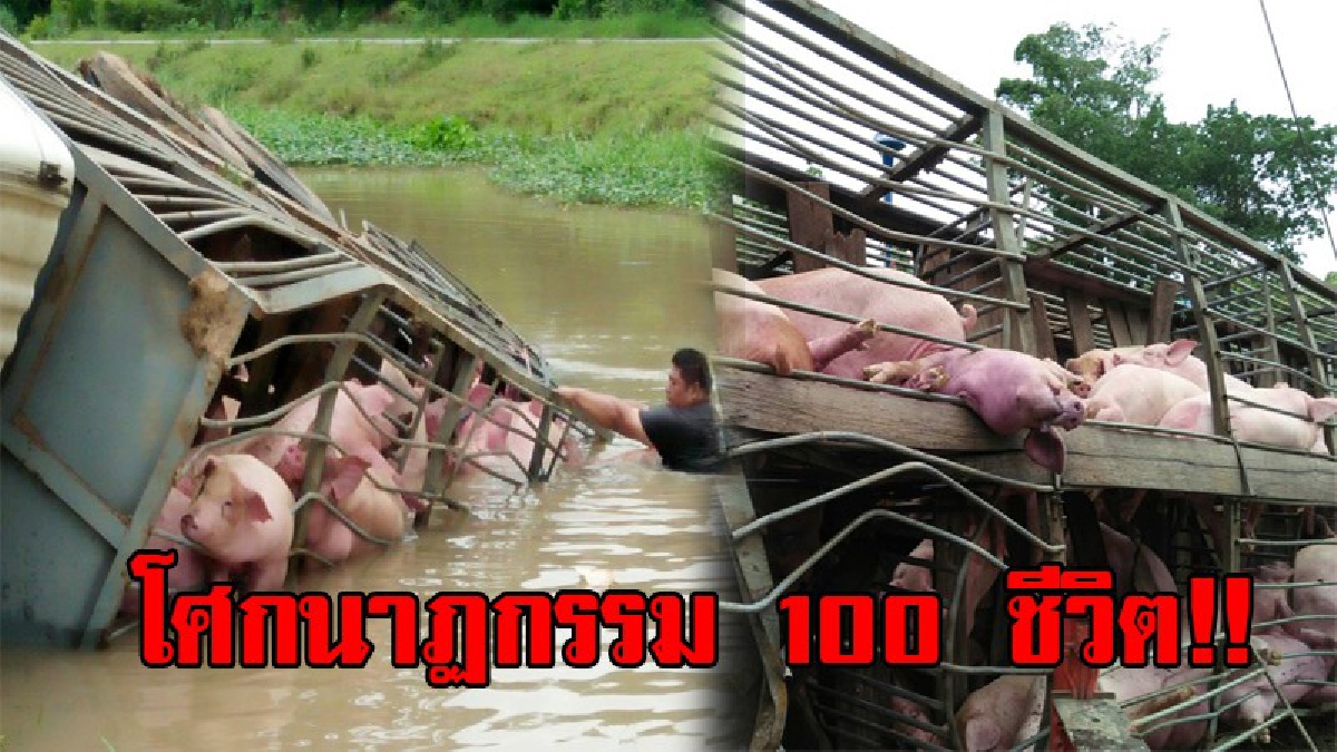 สุดช็อก!! เกิดเหตุจราจลครั้งใหญ่ รถบรรทุก "หมู" กว่า 100 ชีวิต พลิกคว่ำลงคลอง สภาพรถพังยับเยิน เป็นภาพสุดช้ำ หมูค่อยๆจมหายทีละตัว!? (ชมคลิป)