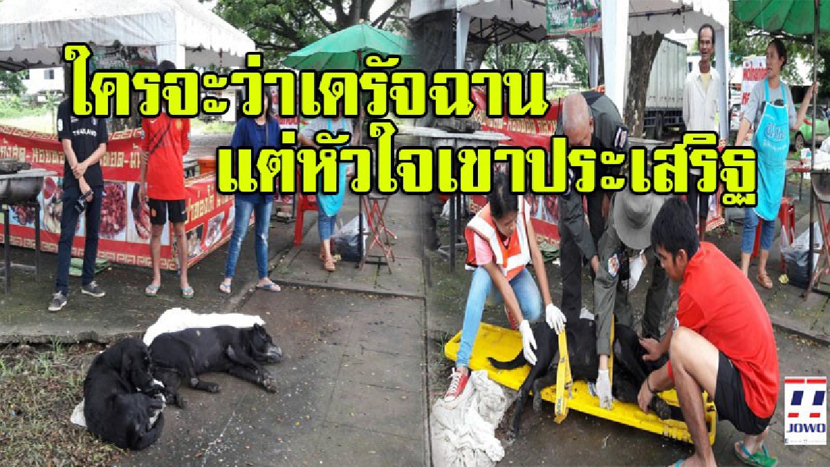 ความรักช่างยิ่งใหญ่!! สุนัขตั้งท้อง ถูกจยย.ชนกลางดึก นอนทรมานอยู่บนฟุตบาท โดยมีตัวผู้นอนเฝ้าข้างกายไม่ห่าง (ชมคลิป)