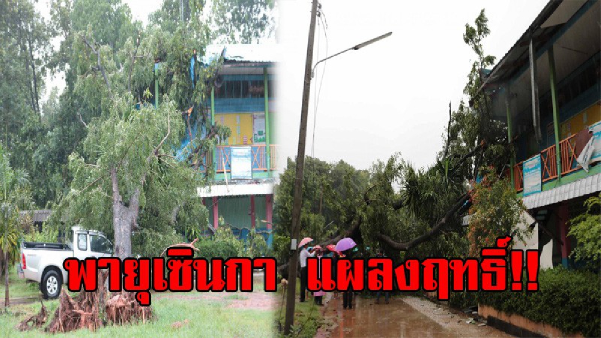 สุดระทึก!! พายุเซินกา พัดถล่มอย่างต่อเนื่อง ทำให้ต้นประดู่ขนาดใหญ่ อายุกว่า 80 ปี ล้มทับอาคาร นักเรียนวิ่งหนีตายกันอลหม่าน (มีคลิป)