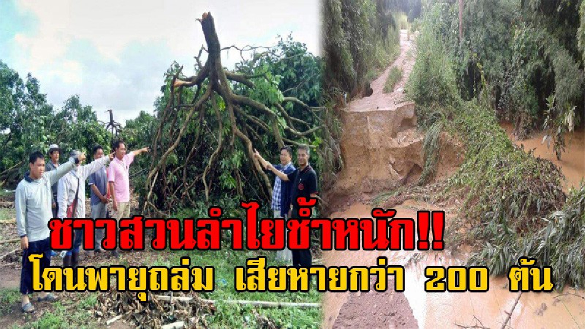 เวรซ้ำกรรมซัด!! ชาวสวนลำไยน้ำตาร่วง ราคาถูกยังไม่พอ เจอพายุพัดถล่มล้มกว่า 200 ต้น ซวยช้ำ ถนนถูกน้ำป่าซัดขาดอีก