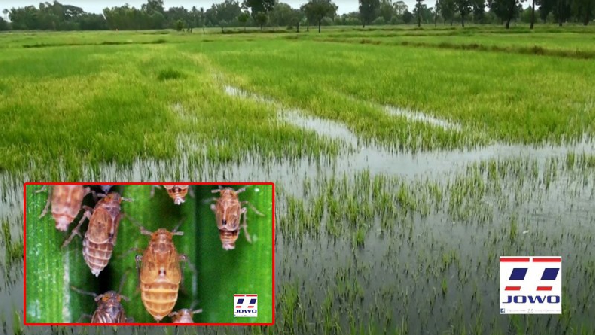 เร่งแก้ไขด่วน!! เกษตรสุรินทร์ ลงสำรวจพื้นที่นา พบเพลี้ยกระโดดหลังขาว ระบาดหนัก สร้างความเสียหายกว่า 3แสนไร่ (ชมคลิป)