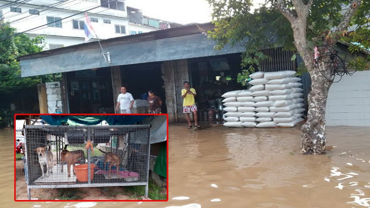 เอาไม่อยู่แล้ว!! น้ำยมทะลักท่วมตลาดสุโขทัยกลางดึก ขณะที่ชาวบ้านศรีสำโรง เร่งก่อกำแพงปูน-ย้ายสัตว์-ของมีค่าเตรียมหนีน้ำ!? (ชมคลิป)