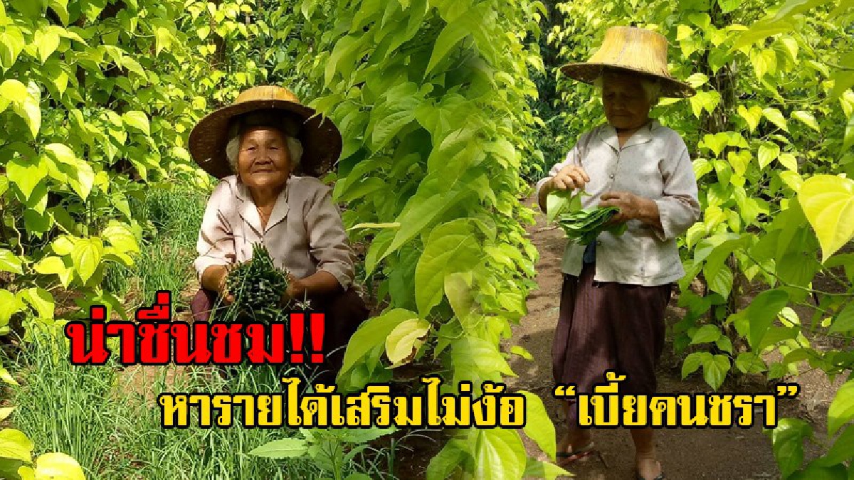 น่ายกย่อง!! แม่เฒ่าวัย78 ปีไม่ปล่อยเวลาและพื้นที่ ให้สูญเปล่า ปลูกพลู กินหมาก หารายได้เสริมได้วันละกว่า 500 บาท ไม่ง้อเบี้ยคนชรา!?