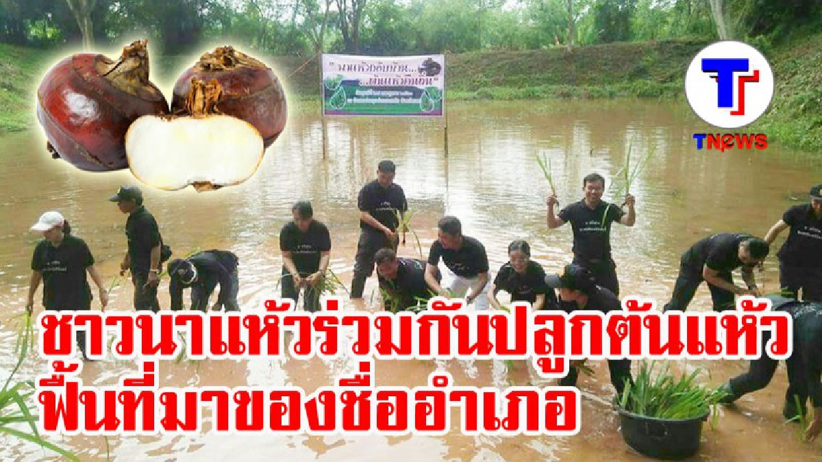 ชาวนาแห้วร่วมกันจัดงาน “พาแห้วกลับบ้าน ต้นแห้วคืนถิ่น” เพื่อรื้อฟื้นให้เยาวชนรุ่นหลังได้ทราบที่มาของชื่ออำเภอ