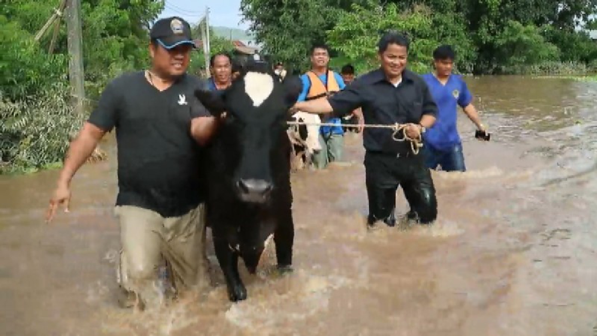 เร่งช่วยเหลือ!! อธิบดีกรมปศุสัตว์ ลงพื้นที่ช่วยผู้ประสบอุทกภัย ขนย้ายวัวนมด้วยตนเอง หลังหลายหมู่บ้าน ของอ.ลำสนธิ ระดับน้ำยังท่วมสูง (มีคลิป)