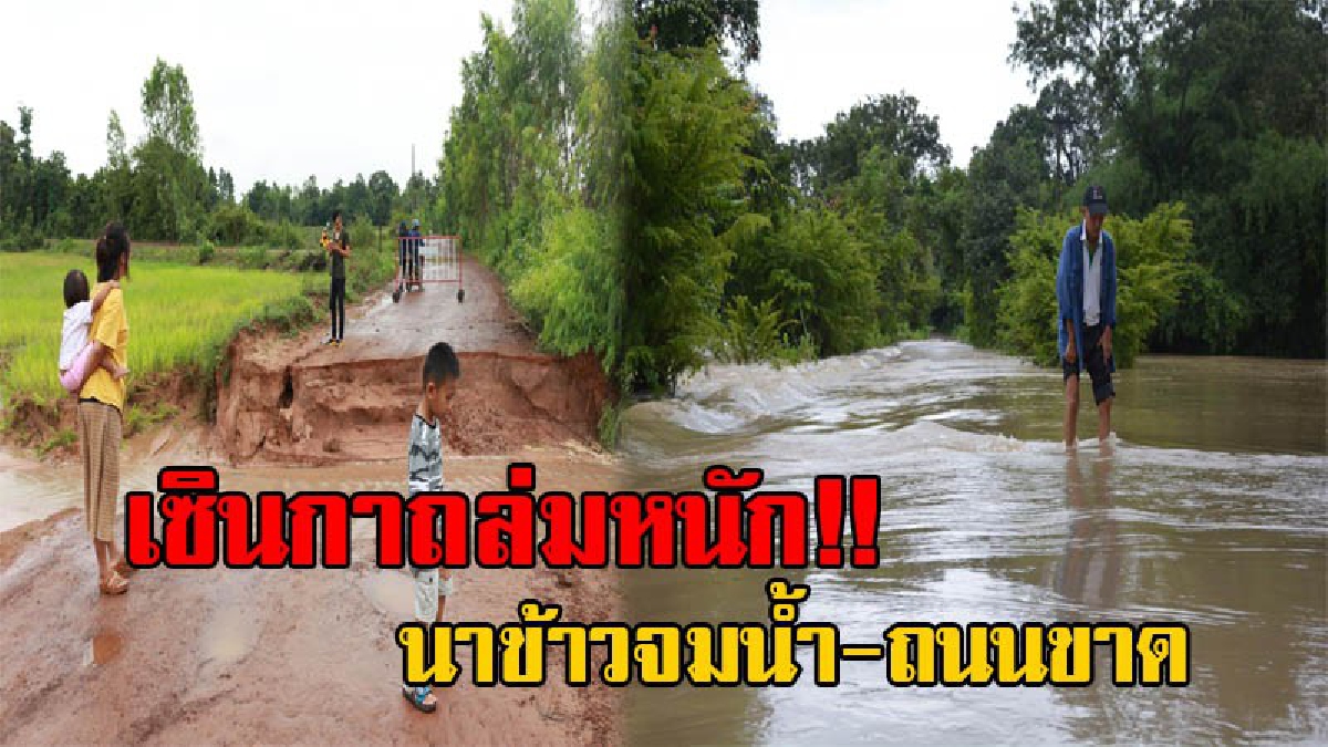 พิษพายุถล่ม!! เซินกาแผลงฤทธิ์ ก่อนสลายตัว ทำนาข้าว 3 หมื่นไร่จมน้ำ ช้ำหนัก ถนนหมู่บ้านขาด ไม่สามารถใช้สัญจรไปมาได้ (มีคลิป)