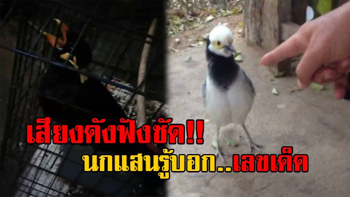 งานนี้จะเฮงหรือจะซวย!! ฟังคลิปดีๆ มีเฮ "เจ้านกน้อยแสนรู้" พูดได้ เจ้าของถามงวดนี้หวยออกอะไร บอกเลขเด็ดมาเต็มๆชัดๆ ถึง 3 ครั้ง (มีคลิป)