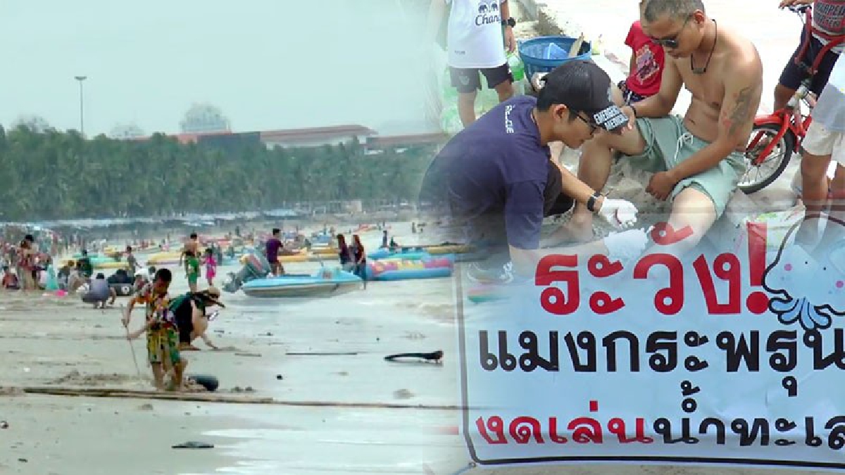 เตือนระวัง!!ทม.แสนสุขเตือนนักท่องเที่ยวที่ลงเล่นน้ำชายหาดบางแสน ควรหลีกเลี่ยงการจับต้องแมงกะพรุนเพราะอาจเกิดอันตรายจากพิษแมงกะพรุน (มีคลิป)
