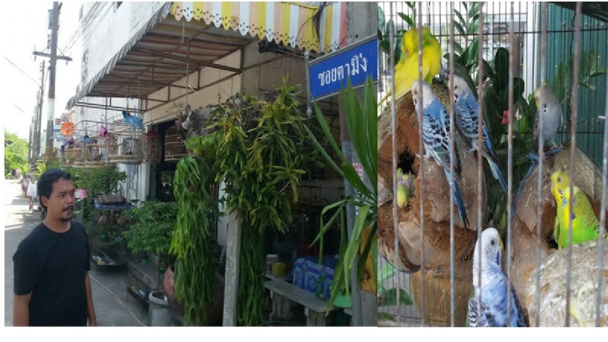 ช่องทางทำเงิน!! หนุ่มเมืองคอนพบช่องทางทำเงินขยายผลจากการขายกรงนกพร้อมวัสดุอุปกรณ์และอาหารนก เพาะขยายพันธุ์นกหงส์หยกขายได้รายงาม