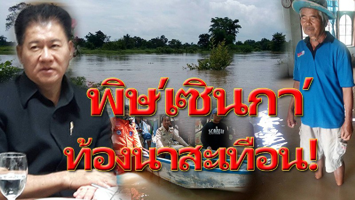 นาข้าวโคราชพินาศ.!!หลังพายุ”เซินกา”ถล่ม เฝ้าระวัง 5 อำเภอเจอน้ำหลาก ทั้ง"ลำเชียงไกร"อำเภอโนไทย บ้านเหลื่อม-แก้งสนามนางระวัง”ลำน้ำชี" (คลิป)