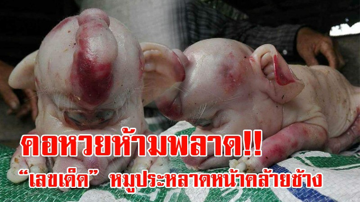 ความหวังคนไทย!! เซียนหวยแห่ตีเลขเด็ด "หมูประหลาดหน้าตาคล้ายช้าง" หลังโซเชียลแห่แชร์ คอหวยกวาดซื้อเลขเด็ดเกลี้ยงหมดแผง!? (ชมคลิป)