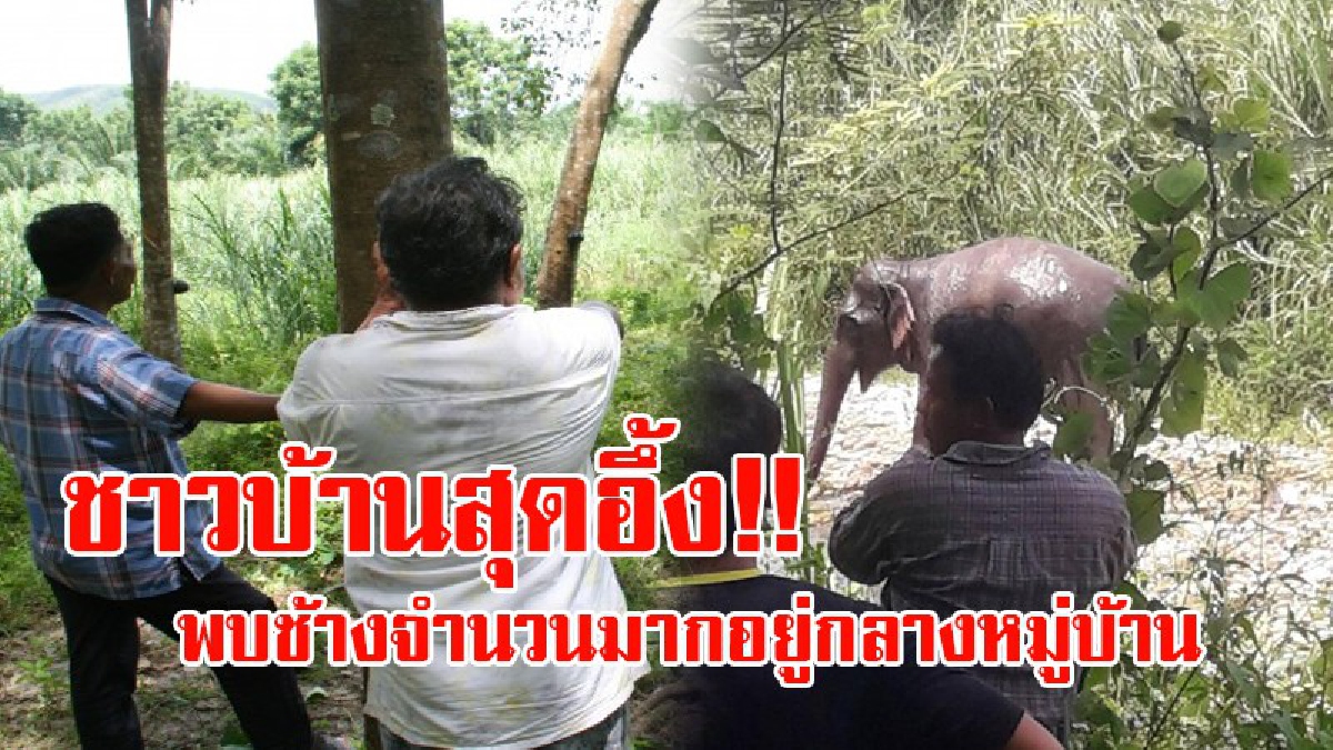 เหมือนอยู่สวนสัตว์!! ชาวบ้านแห่ไปดูช้างป่า ที่ลงมาจากป่า มาอยู่กลางหมู่บ้าน เจ้าหน้าที่มาเฝ้าระวังกลัวช้างทำร้ายคน!? (มีคลิป)
